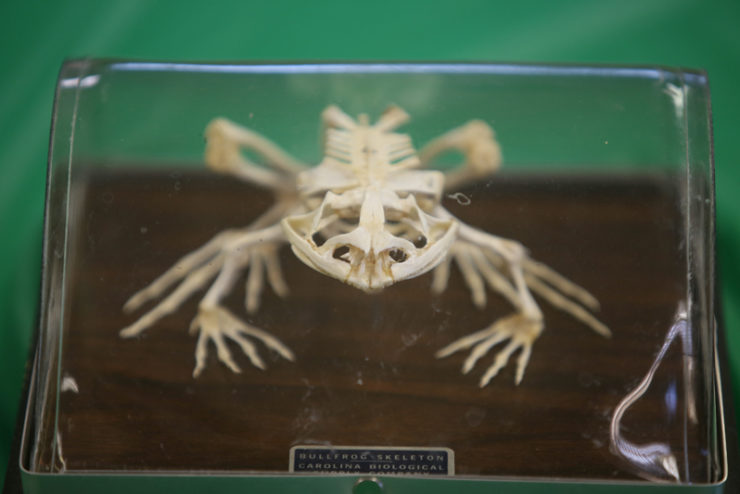 preserved skeleton of a frog