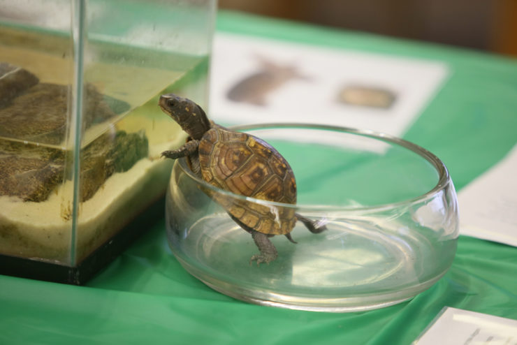 a turtle trying to escape a glass dish