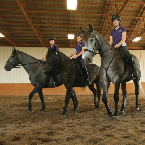 Horses training in an indoor arena
