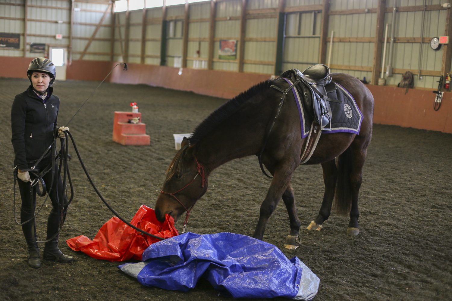 a horse sniffing some tarpaulins