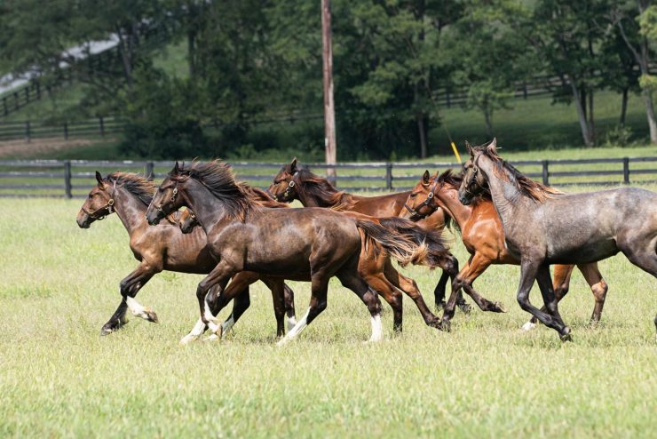 horses galloping in a grassy field
