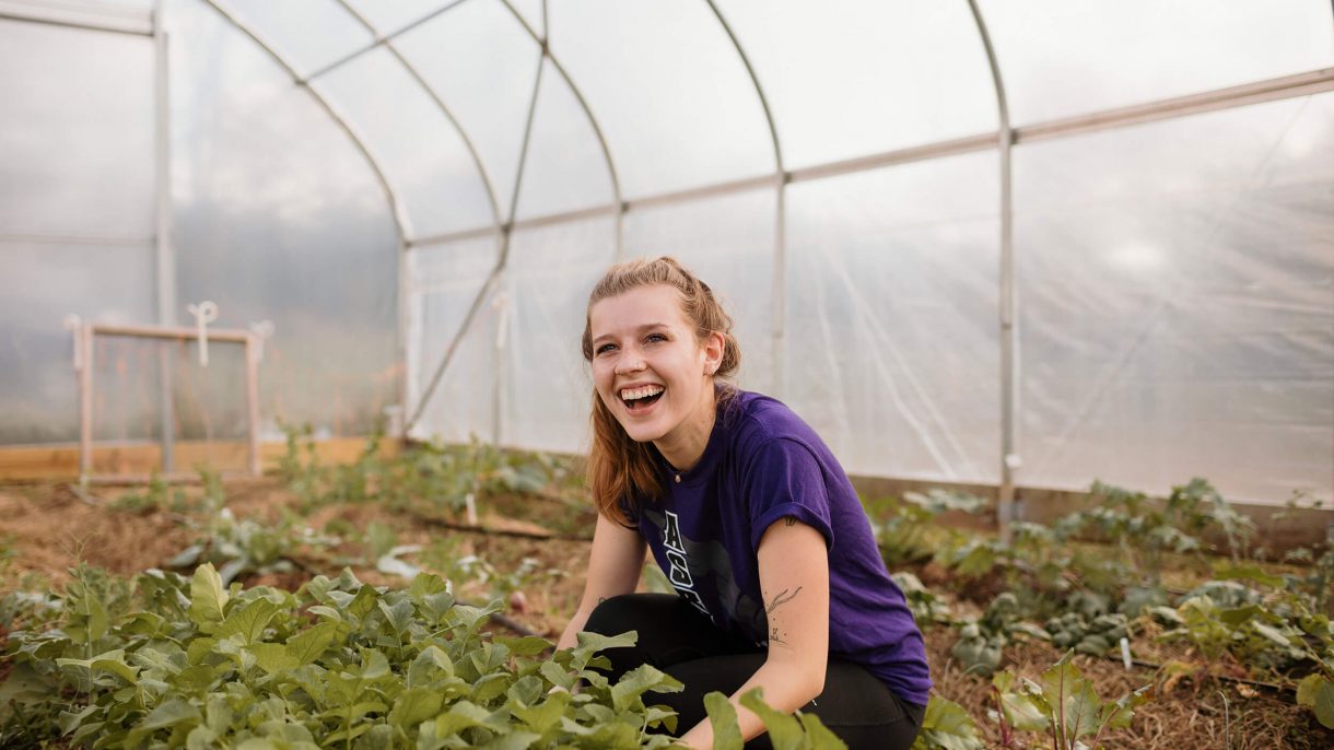 An Asbury University student works among plants in a greenhouse